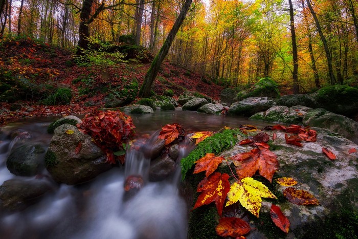 Autumn forest stream with colorful foliage and mossy stones