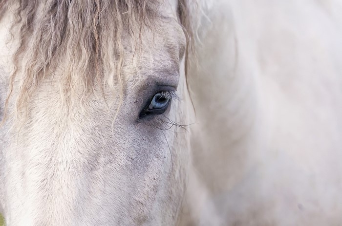Close-up of a white horse's blue eye