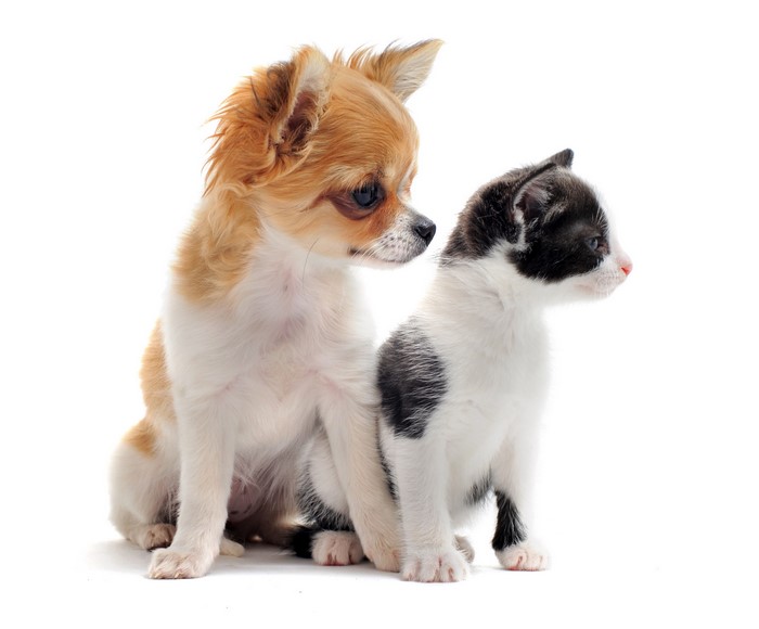 Chihuahua puppy and kitten sitting together