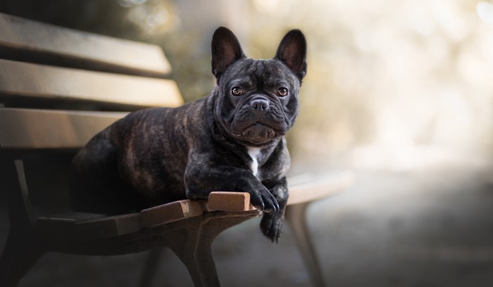 Brindle French Bulldog resting on a park bench