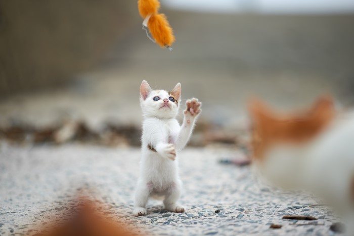 Kitten playing with a toy
