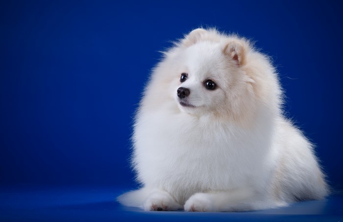 White Pomeranian dog on a blue background