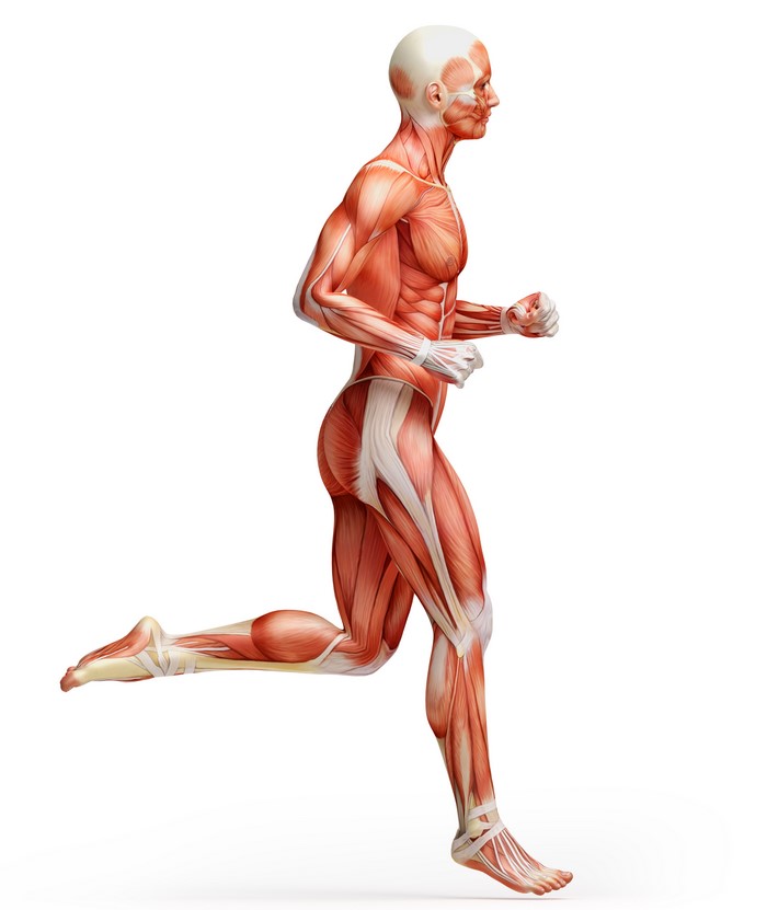 Human Anatomy Muscle System Running