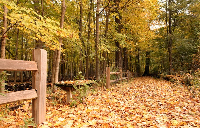 Autumn forest path with fallen leaves and wooden fence