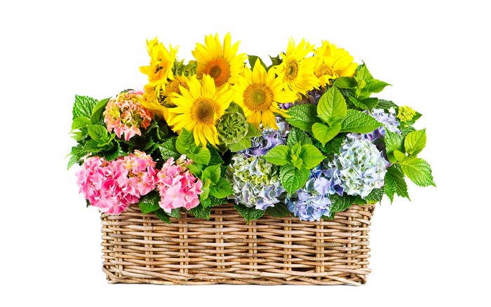 Sunflowers and Hydrangeas in a Wicker Basket