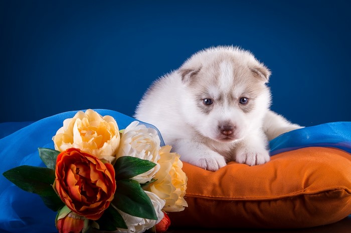 Husky puppy on a pillow with flowers