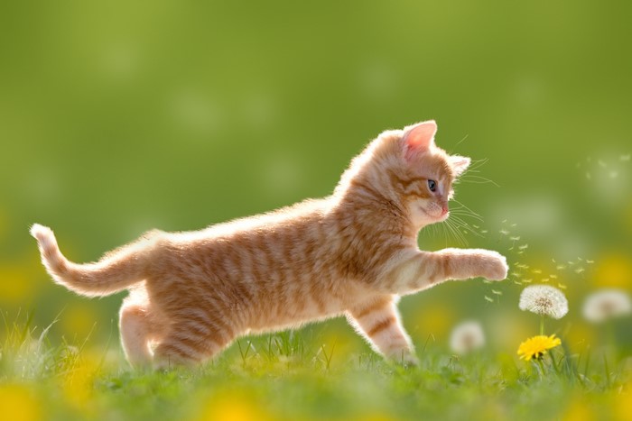 Ginger kitten playing with dandelions in a field