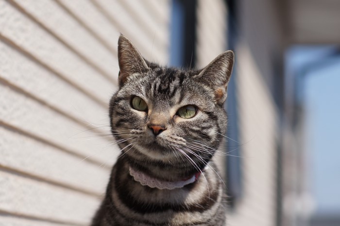 Tabby cat with green eyes and white collar