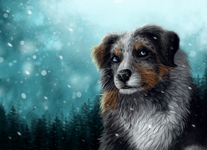 Australian Shepherd dog in a snowy forest