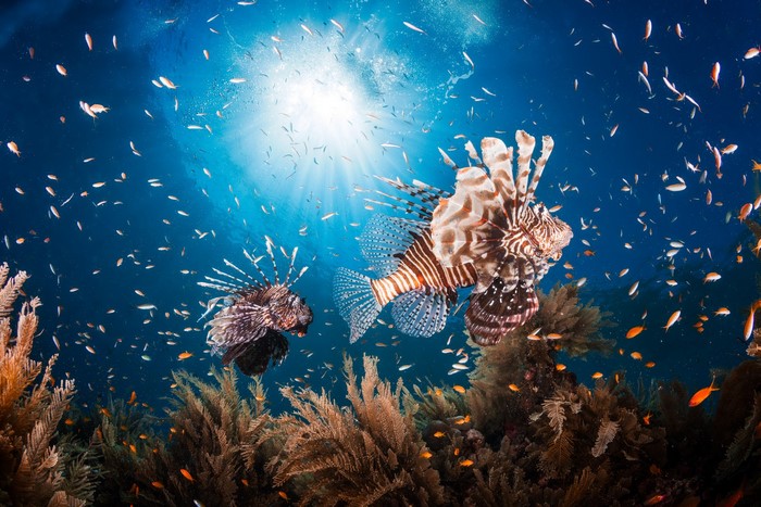 Two Pterois Lionfish swimming in the ocean with small fish