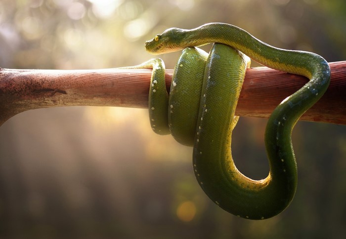 Green snake coiled on a branch