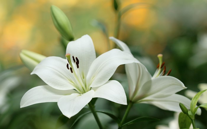 Close-up of white lilies with buds