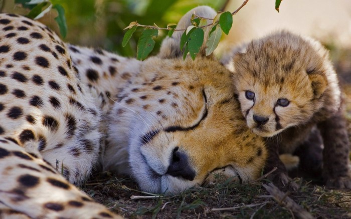 Sleeping Cheetah with Baby Cub Close-Up