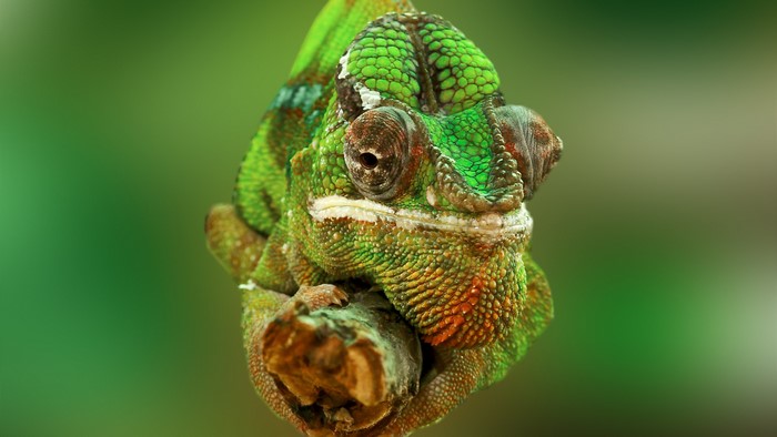4K Closeup of a Chameleon Head