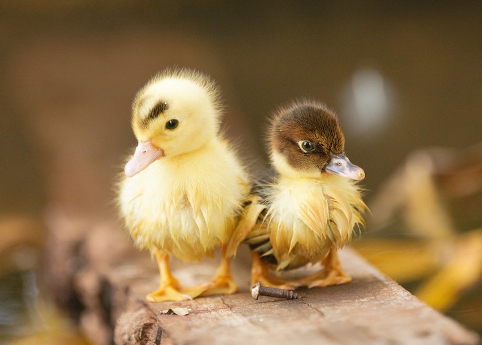 Two fluffy ducklings on a wooden surface