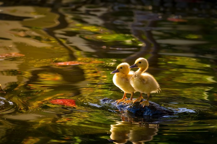 Two fluffy ducklings on a rock in the water