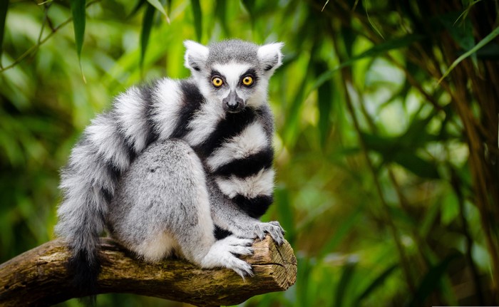 Ring-tailed Lemur sitting on a branch