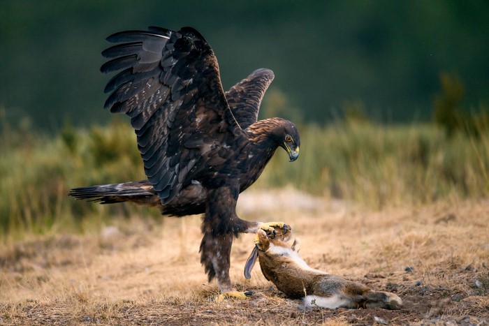 Eagle Hunting a Hare in the Wild