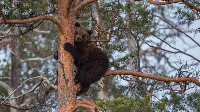 Brown bear cub climbing a pine tree