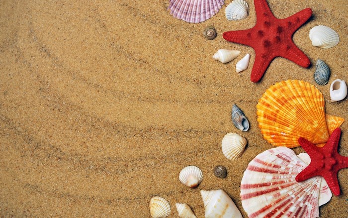 Seashells and starfish on sandy beach
