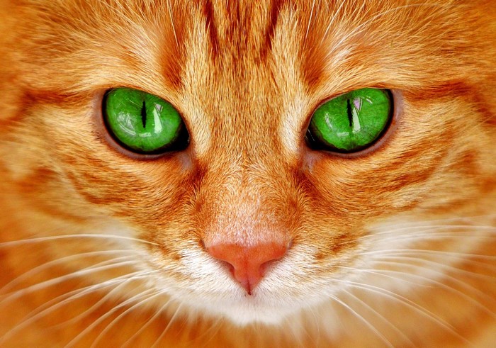 Close-up of an orange cat's face with green eyes