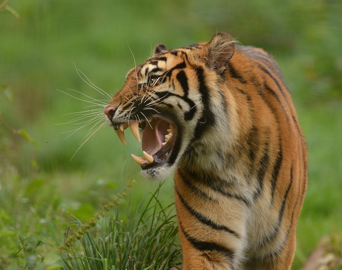 Tiger roaring with mouth open