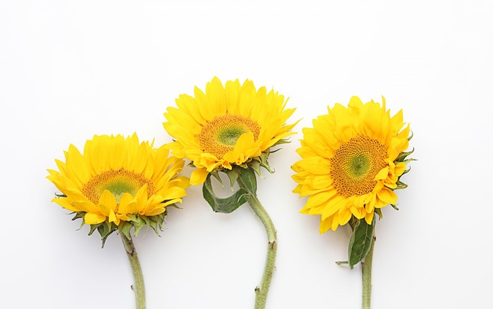 Three Sunflowers on White Background
