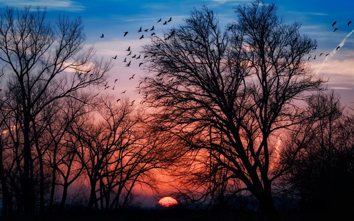 4K Silhouette of Trees and Birds at Sunset