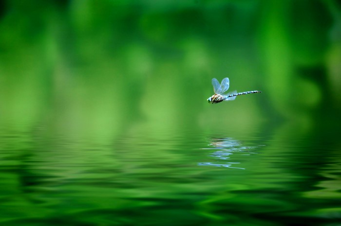 Dragonfly in flight over green water