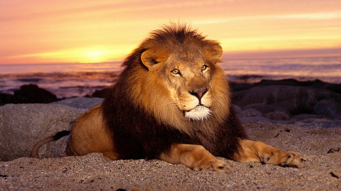 Lion resting on a beach at sunset