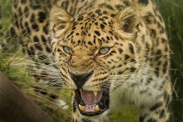 Leopard snarling with fangs bared