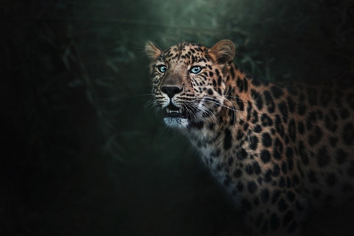 Leopard with blue eyes in dark forest