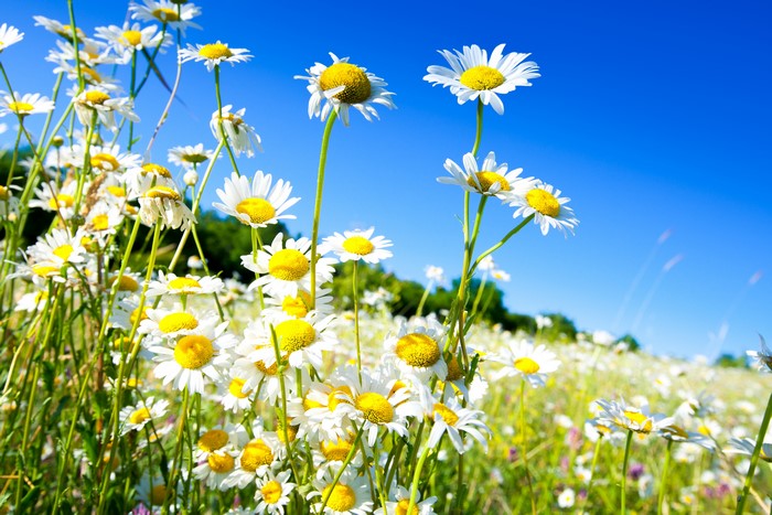 Field of Camomiles under a clear blue sky
