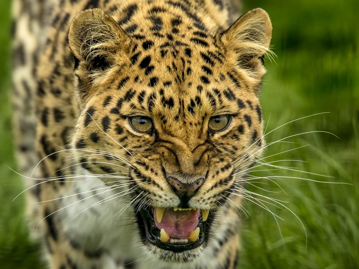 Leopard showing fangs and whiskers