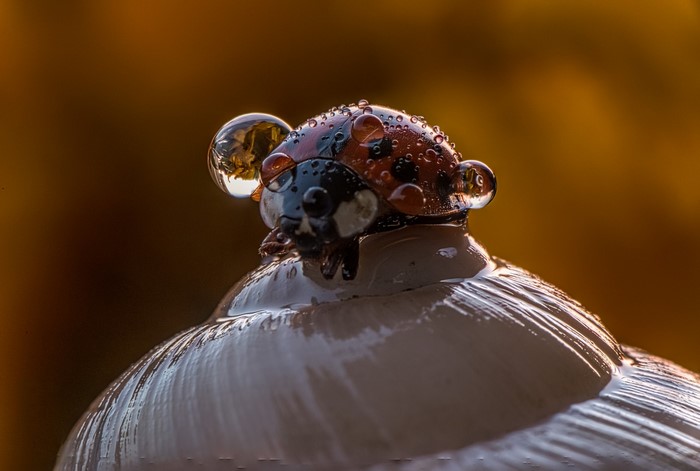 Ladybug with water drops on a mushroom