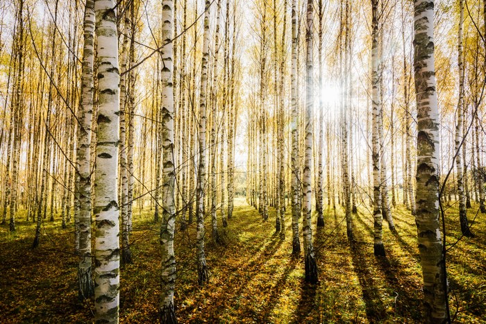 Birch forest with sunbeams