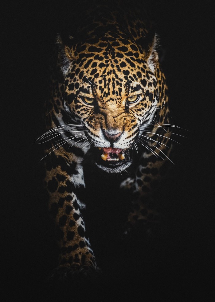 Intense Leopard in Dark Background
