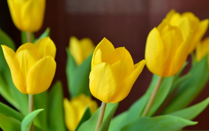 Yellow Tulips