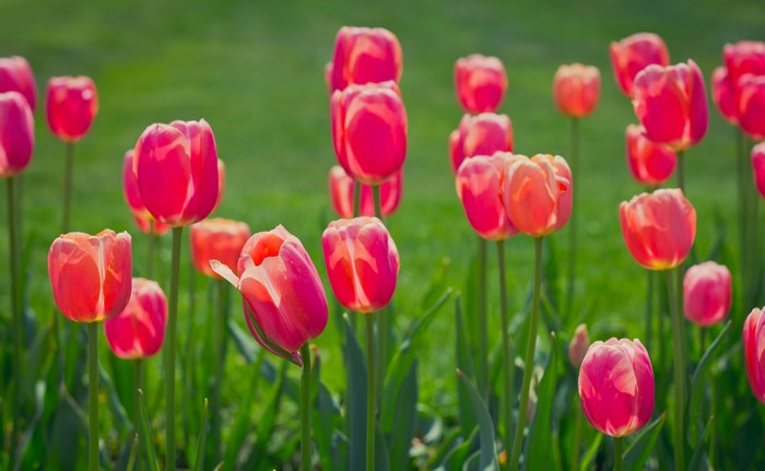 Pink Tulips in a Field