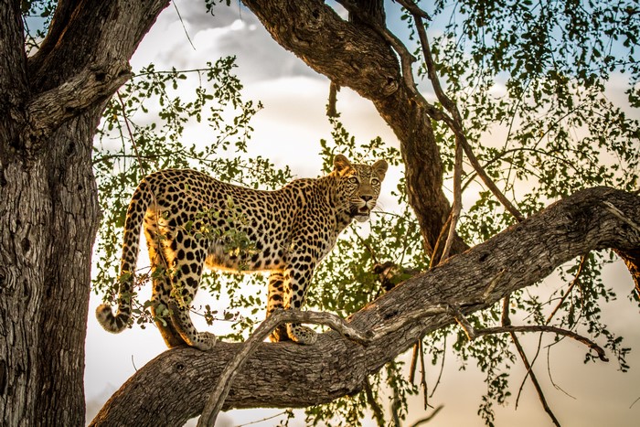 Leopard on a tree branch