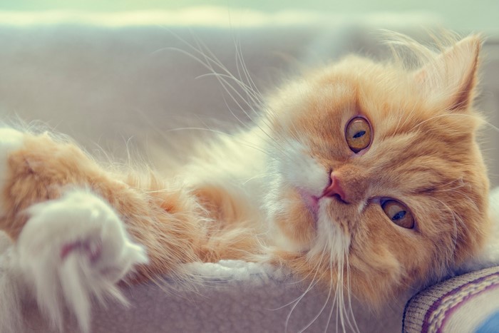 Orange and white Persian cat lying down