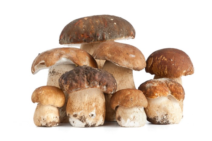 Mushrooms, Penny bun, White background
