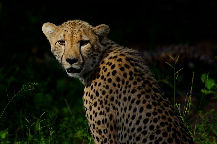Cheetah looking back in tall grass