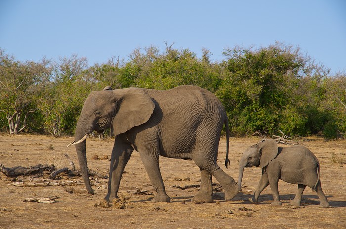 Elephants and Cubs Walking in Dry Landscape