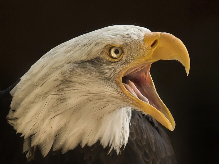 Bald Eagle head with open beak