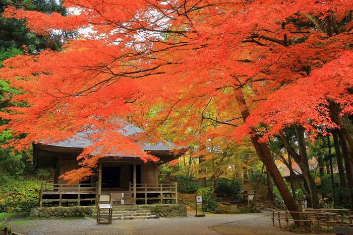 Temple in Kyoto during Autumn with Maple Trees