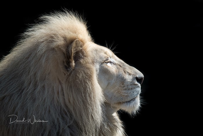 4K White Lion Head Black Background