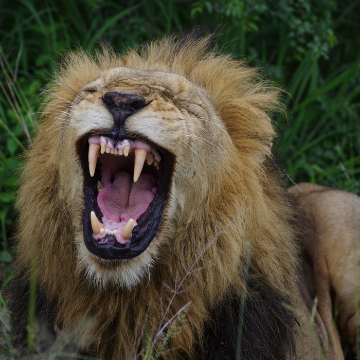 Lion yawning with mouth wide open