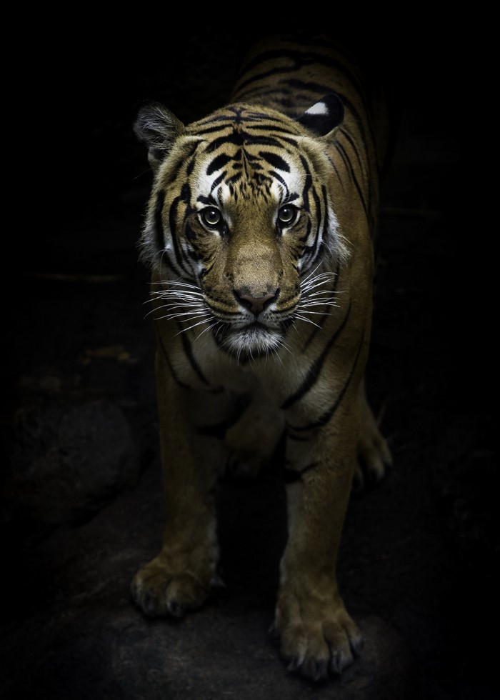 Tiger with intense gaze in dark environment