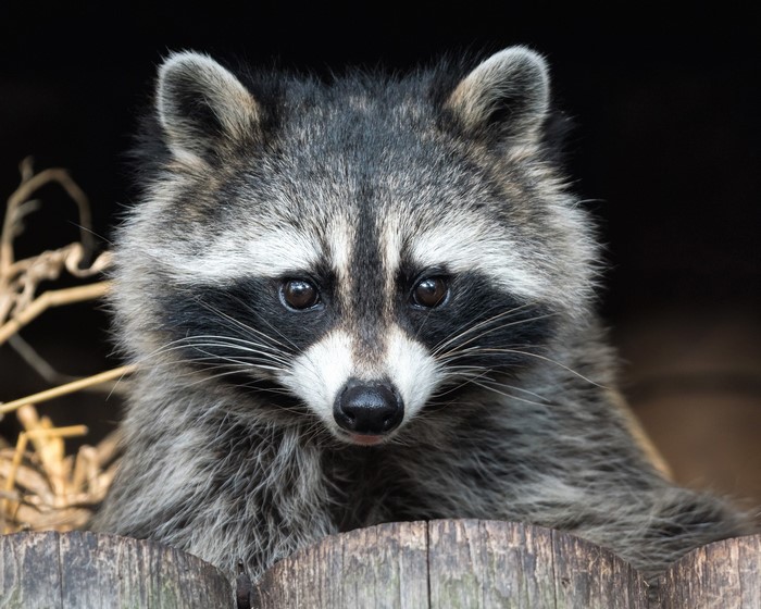 Close-up of a raccoon's face